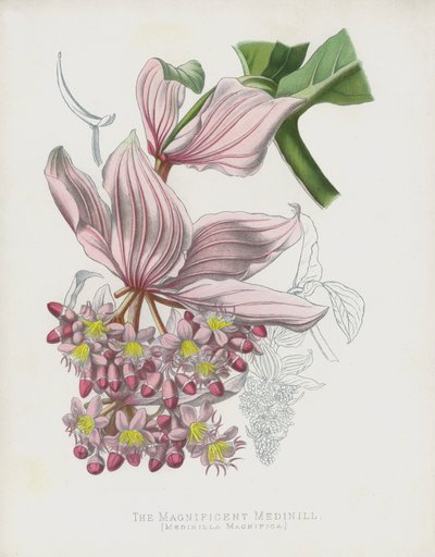 La magnífica Medinilla, Medinilla Magnifica de English School